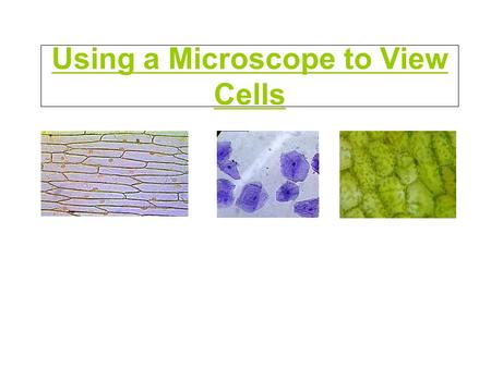 Using a Microscope to View Cells