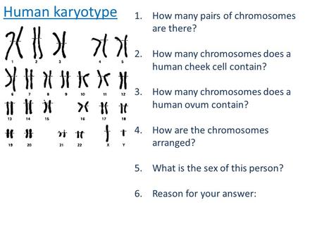 Human karyotype How many pairs of chromosomes are there?