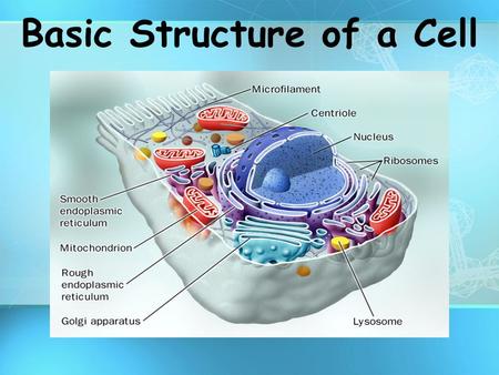 Basic Structure of a Cell CELL THEORY All living things are made of cells Cells are the basic unit of structure and function Cells come from the reproduction.