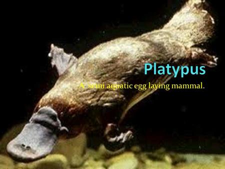 A semi aquatic egg laying mammal.. We made up some questions and here are the answers.