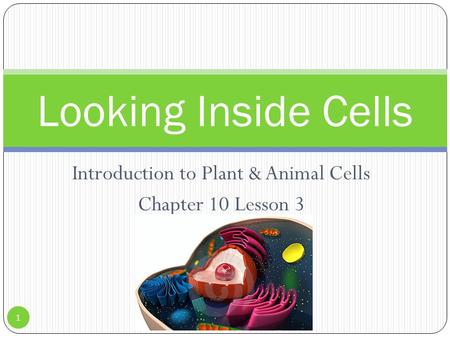 Introduction to Plant & Animal Cells Chapter 10 Lesson 3