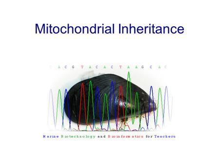 Mitochondrial Inheritance