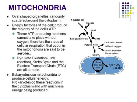 MITOCHONDRIA Oval shaped organelles; randomly scattered around the cytoplasm. Energy factories of the cell; produce the majority of the cell's ATP These.