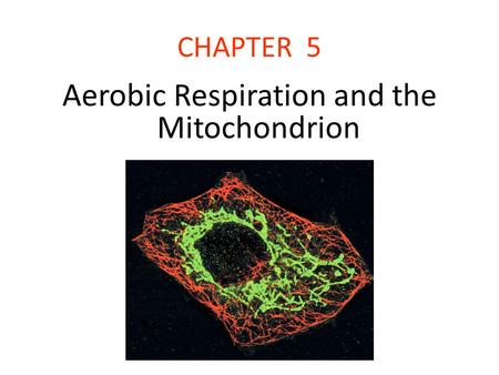 Aerobic Respiration and the Mitochondrion