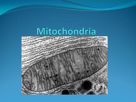 Description Mitochondria are oval shaped organelles scattered randomly throughout the cytoplasm. They are the energy factories of the cell and produce.