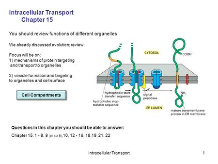 Intracellular Transport1 Chapter 15 You should review functions of different organelles We already discussed evolution; review Focus will be on: 1) mechanisms.
