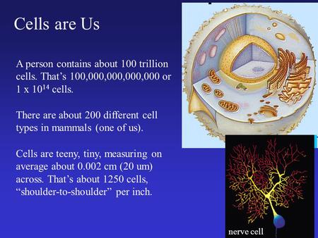 Cells are Us A person contains about 100 trillion cells. That’s 100,000,000,000,000 or 1 x 10 14 cells. There are about 200 different cell types in mammals.