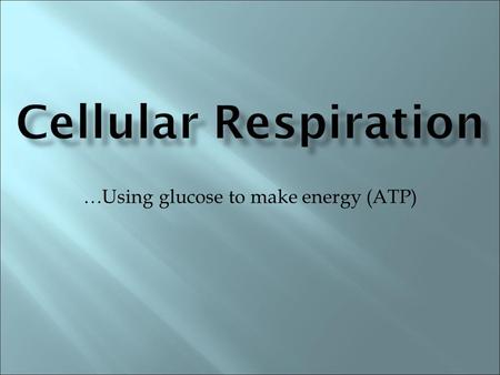 …Using glucose to make energy (ATP)