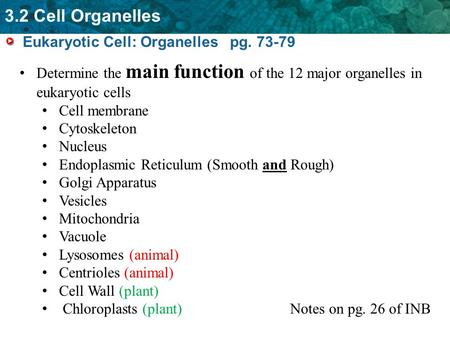 Eukaryotic Cell: Organelles   pg