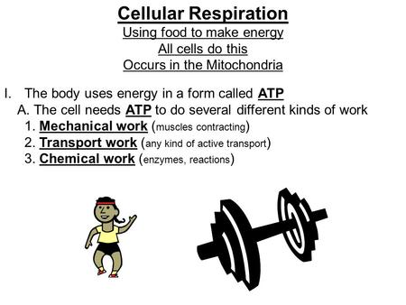 Cellular Respiration Using food to make energy All cells do this Occurs in the Mitochondria I.The body uses energy in a form called ATP A. The cell needs.
