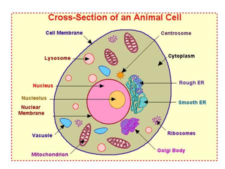 Cytosol Cytoplasm refers to the jelly-like material with organelles in it. If the organelles were removed, the soluble part that would be left is.