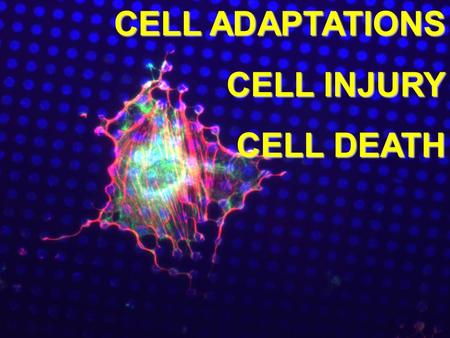 CELL ADAPTATIONS CELL INJURY CELL DEATH.