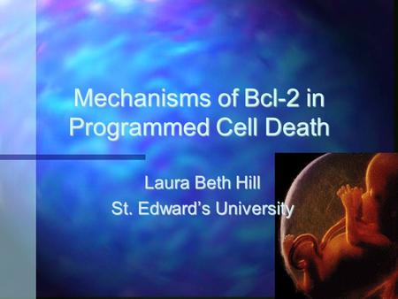 Mechanisms of Bcl-2 in Programmed Cell Death Laura Beth Hill St. Edward’s University.