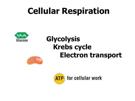 Cellular Respiration Glycolysis Krebs cycle Electron transport.