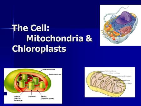 The Cell: Mitochondria & Chloroplasts. Overview Mitochondria & chloroplasts are the organelles that convert energy to forms that cells can use for work.