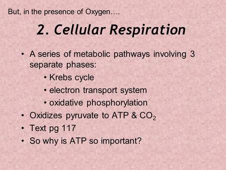 2. Cellular Respiration A series of metabolic pathways involving 3 separate phases: Krebs cycle electron transport system oxidative phosphorylation Oxidizes.