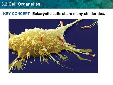 3.2 Cell Organelles KEY CONCEPT Eukaryotic cells share many similarities.