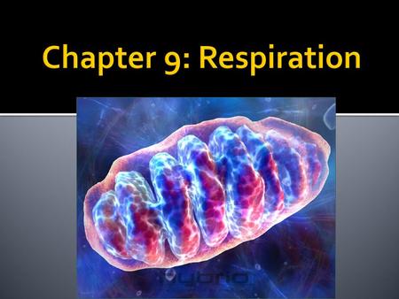  The summary equation of cellular respiration.  The difference between fermentation and cellular respiration.  The role of glycolysis in oxidizing.