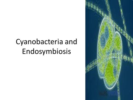 Cyanobacteria and Endosymbiosis. Objectives – Students will be able to: Assess the magnitude of lake polution. Describe endosymbiosis and provide evidence.