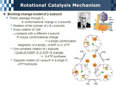 Rotational Catalysis Mechanism Binding-change model of  subunit  Proton passage through F o  conformational change in  subunits  Rotation of the cylinder.