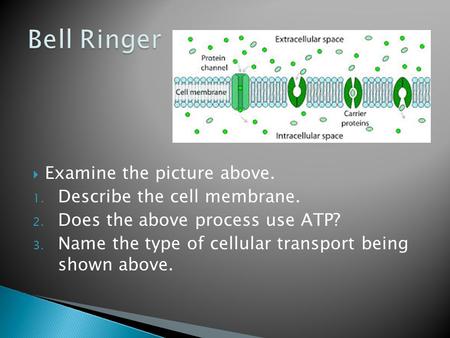  Examine the picture above. 1. Describe the cell membrane. 2. Does the above process use ATP? 3. Name the type of cellular transport being shown above.