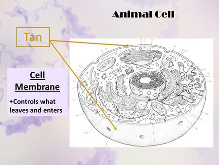 Animal Cell Cell Membrane Found in ALL cells Cell Membrane Controls what leaves and enters Tan.