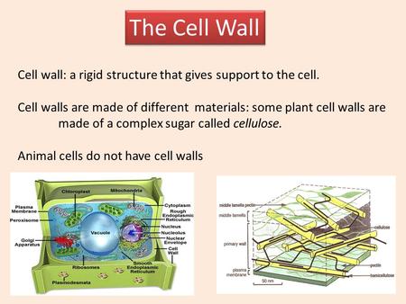 The Cell Wall Cell wall: a rigid structure that gives support to the cell. Cell walls are made of different materials: some plant cell walls are made.