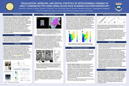 RESEARCH POSTER PRESENTATION DESIGN © 2011 www.PosterPresentations.com VISUALIZATION, MODELING, AND SPATIAL STATISTICS OF MITOCHONDRIAL ASSEMBLY IN ADULT.