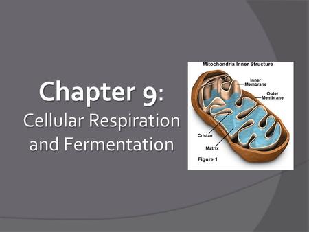 Chapter 9: Cellular Respiration and Fermentation