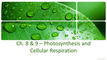Ch. 8 & 9 – Photosynthesis and Cellular Respiration.
