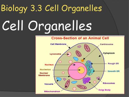 Biology 3.3 Cell Organelles