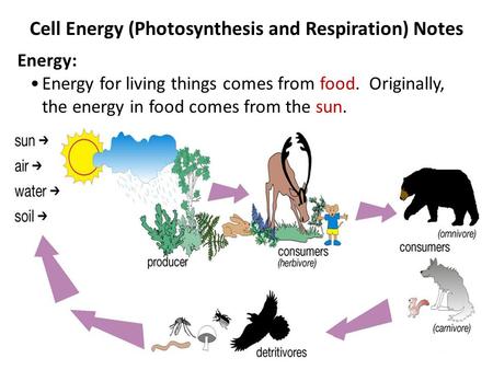 Cell Energy (Photosynthesis and Respiration) Notes Energy: Energy for living things comes from food. Originally, the energy in food comes from the sun.