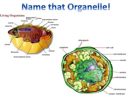 Name that Organelle!.