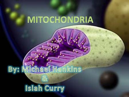 What is the Mitochondria? Mitochondria is an organelle that works as a battery for the cell. Mitochondria takes in nutrients, breaks them down, and creates.