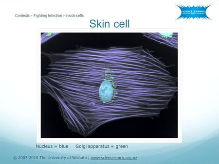 Skin cell © 2007-2010 The University of Waikato | www.sciencelearn.org.nz Contexts > Fighting Infection > Inside cells Nucleus = blue Golgi apparatus =