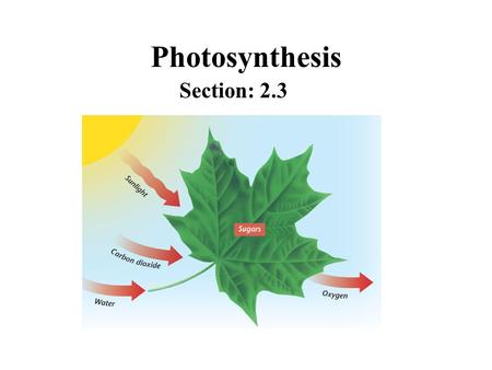 Photosynthesis Section: 2.3.