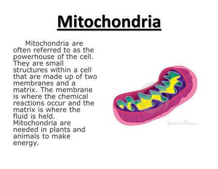 Mitochondria Mitochondria are often referred to as the powerhouse of the cell. They are small structures within a cell that are made up of two membranes.