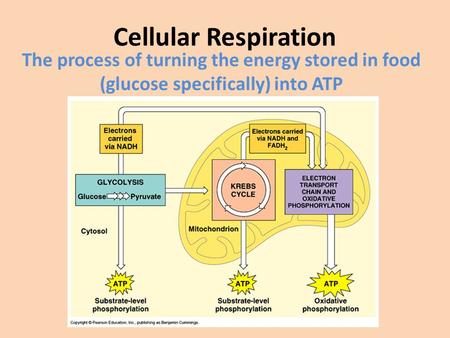 Cellular Respiration The process of turning the energy stored in food (glucose specifically) into ATP.