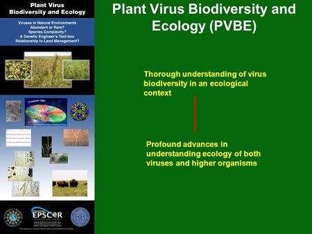 Plant Virus Biodiversity and Ecology (PVBE) Thorough understanding of virus biodiversity in an ecological context Profound advances in understanding ecology.