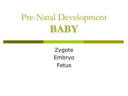 Pre-Natal Development BABY