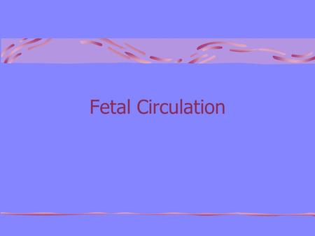 Fetal Circulation.