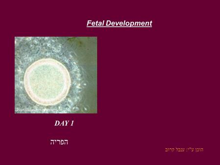 Fetal Development DAY 1 הפריה הוכן עי: ענבל קרוב.
