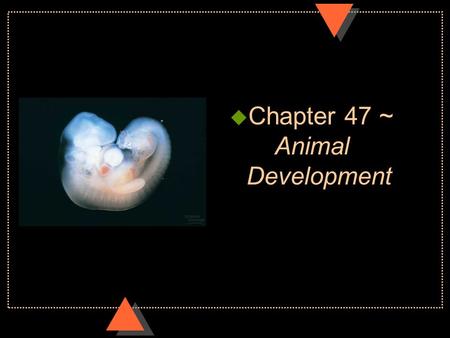 U Chapter 47 ~ Animal Development. Menstrual Cycle.