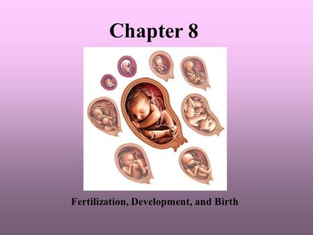 Chapter 8 Fertilization, Development, and Birth.