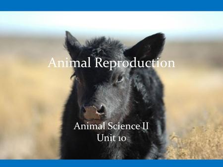 Animal Reproduction Animal Science II Unit 10. Objectives Identify and describe the male and female reproductive organs Describe the function of the endocrine.