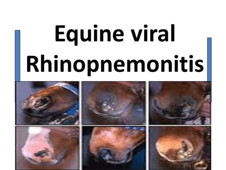 Equine viral Rhinopnemonitis. Mild infectious respiratory disease in young horses characterized by 1)upper respiratory infection in young horses 2)Abortion.