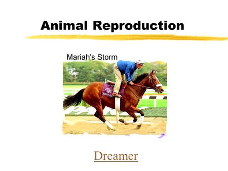 Animal Reproduction Dreamer.