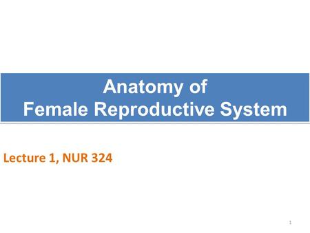 Anatomy of Female Reproductive System