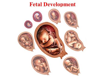 Fetal Development.