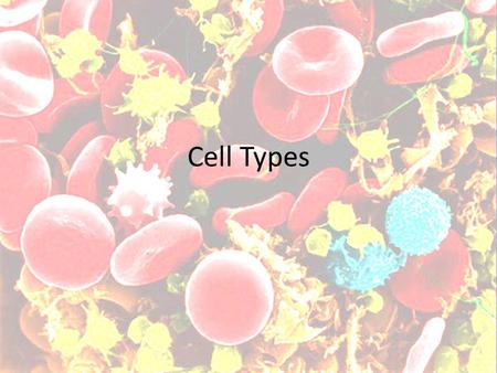 Cell Types. Blood Cells RBC – Round, double concave – No nucleus – Able to alter shape (slightly) to move through capillaries.